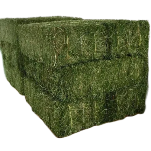 Alfalfa Hay