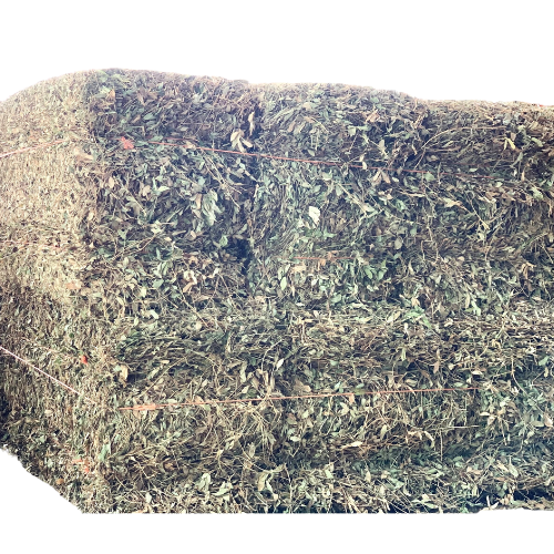 Peanut Hay exporter from India