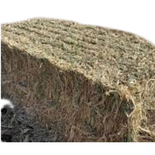 Sorghum Hay exporter GBPL Bharat