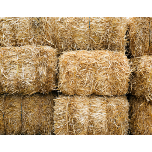 Wheat Straw exporter GBPL Bharat